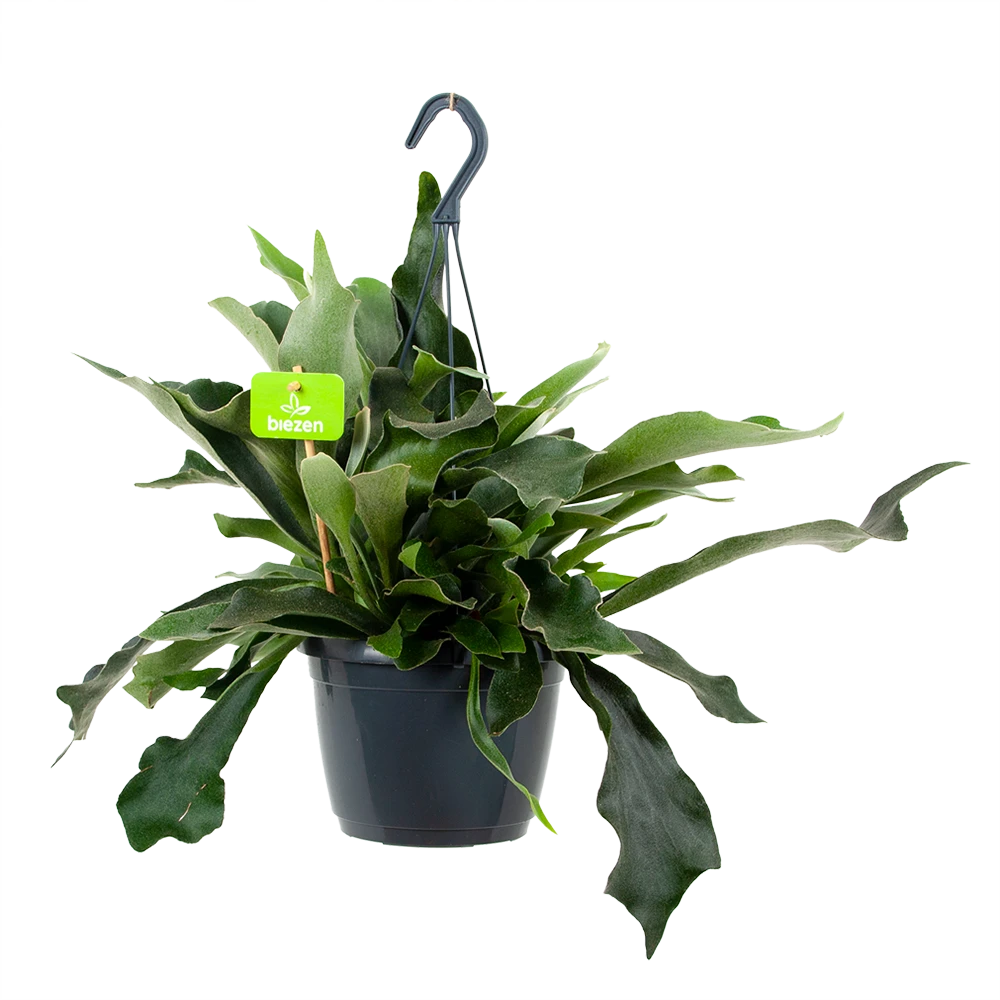 Platycerium Bifurcatum - Hertshoornvaren - In Hangpot - P17 H35 - Kamerplant 1 Platycerium Bifurcatum - Hertshoornvaren - In Hangpot - P17 H35 - Kamerplant