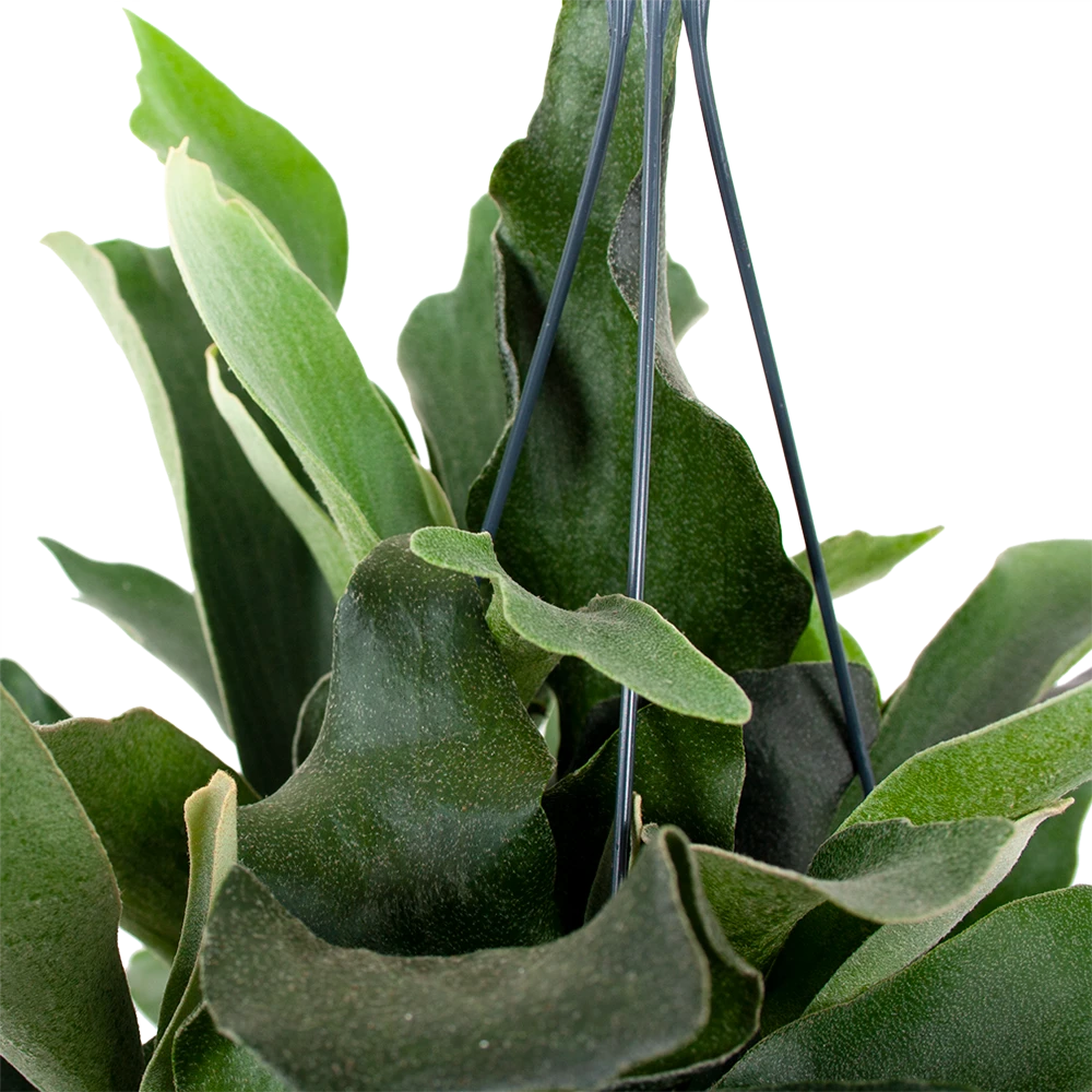 Platycerium Bifurcatum - Hertshoornvaren - In Hangpot - P17 H35 - Kamerplant 2 Platycerium Bifurcatum - Hertshoornvaren - In Hangpot - P17 H35 - Kamerplant - Afbeelding 2