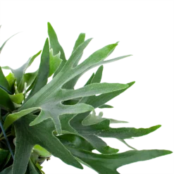 Platycerium Bifurcatum - Hertshoornvaren - In Hangpot - P21 H60 - Kamerplant -Bloeiplek Verkoopwinkel platycerium bifurcatum hertshoornvaren in hangpot p21 h60 6