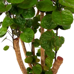 Polyscias Fabian - Aralia - P24 H100 - Kamerplant -Bloeiplek Verkoopwinkel polyscias fabian aralia p24 h100 6 1