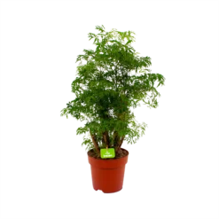 Polyscias Hawaiiana Ming - Aralia - P19 H65 - Kamerplant