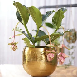 Bloempot Kody - D23 X H19cm - Goud 5 Bloempot Kody - D23 X H19cm - Goud -Bloeiplek Verkoopwinkel pot kody gold d23 h19 bloempot 7 11