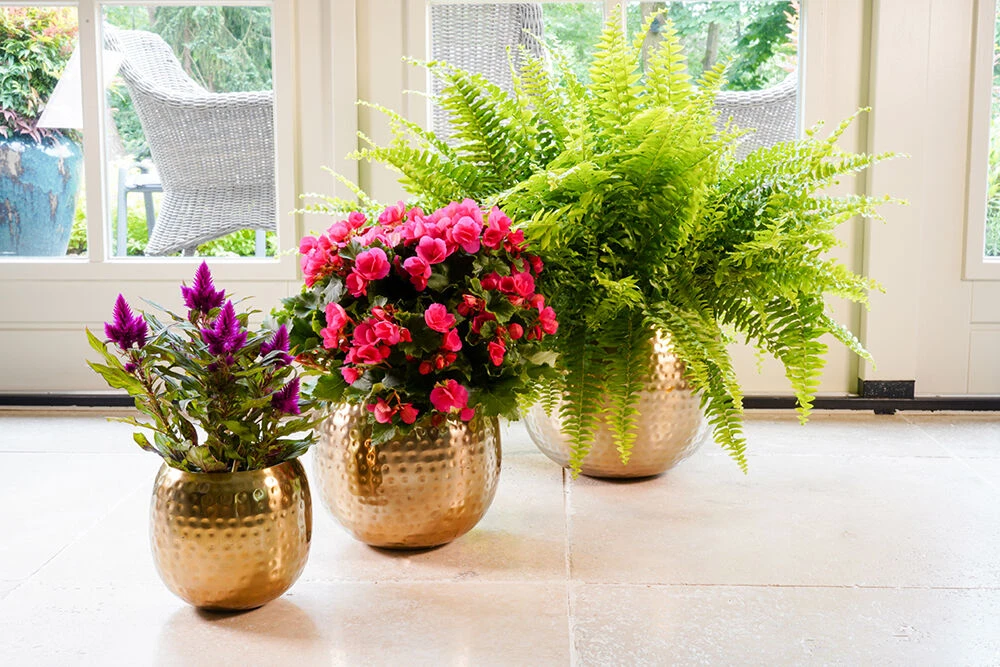 Bloempot Kody Metaal - D17 X H15cm - Goud 3 Bloempot Kody Metaal - D17 X H15cm - Goud - Afbeelding 3