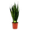 Sansevieria Black Coral - Vrouwentong - P21 H80 - Kamerplant