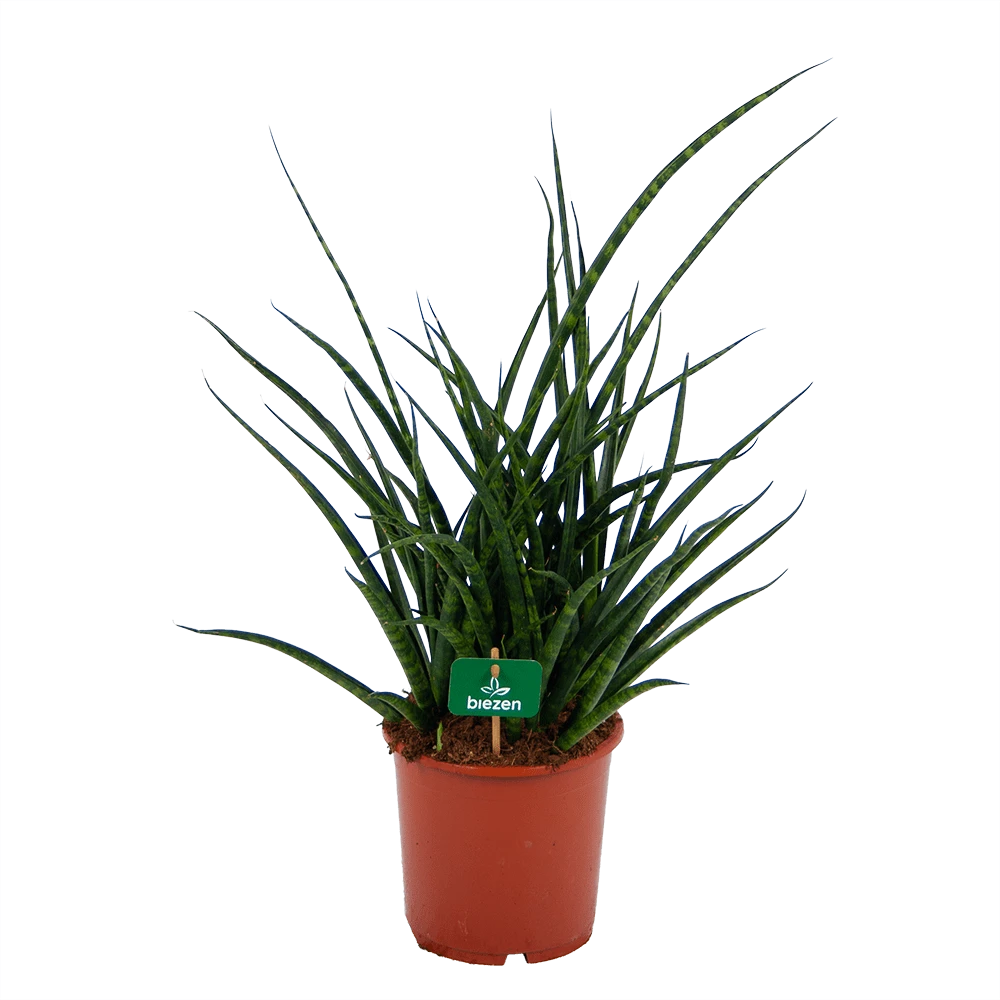 Sansevieria Fernwoord Punk - Vrouwentong - P17 H60 - Kamerplant 1 Sansevieria Fernwoord Punk - Vrouwentong - P17 H60 - Kamerplant