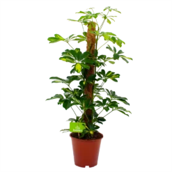 Schefflera Arboricola Gold Capella Mosstok - Vingerboom - P19 H75 - Kamerplant