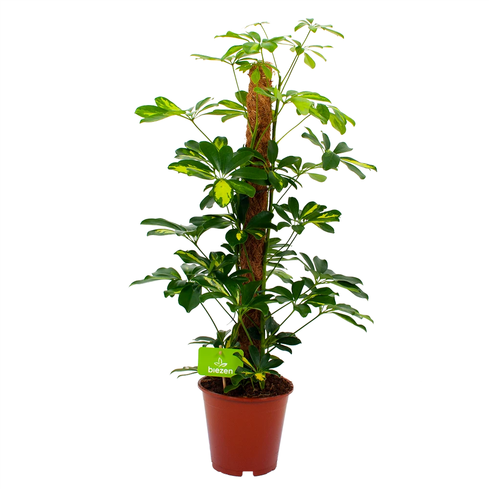 Schefflera Arboricola Gold Capella Mosstok - Vingerboom - P19 H75 - Kamerplant 1 Schefflera Arboricola Gold Capella Mosstok - Vingerboom - P19 H75 - Kamerplant