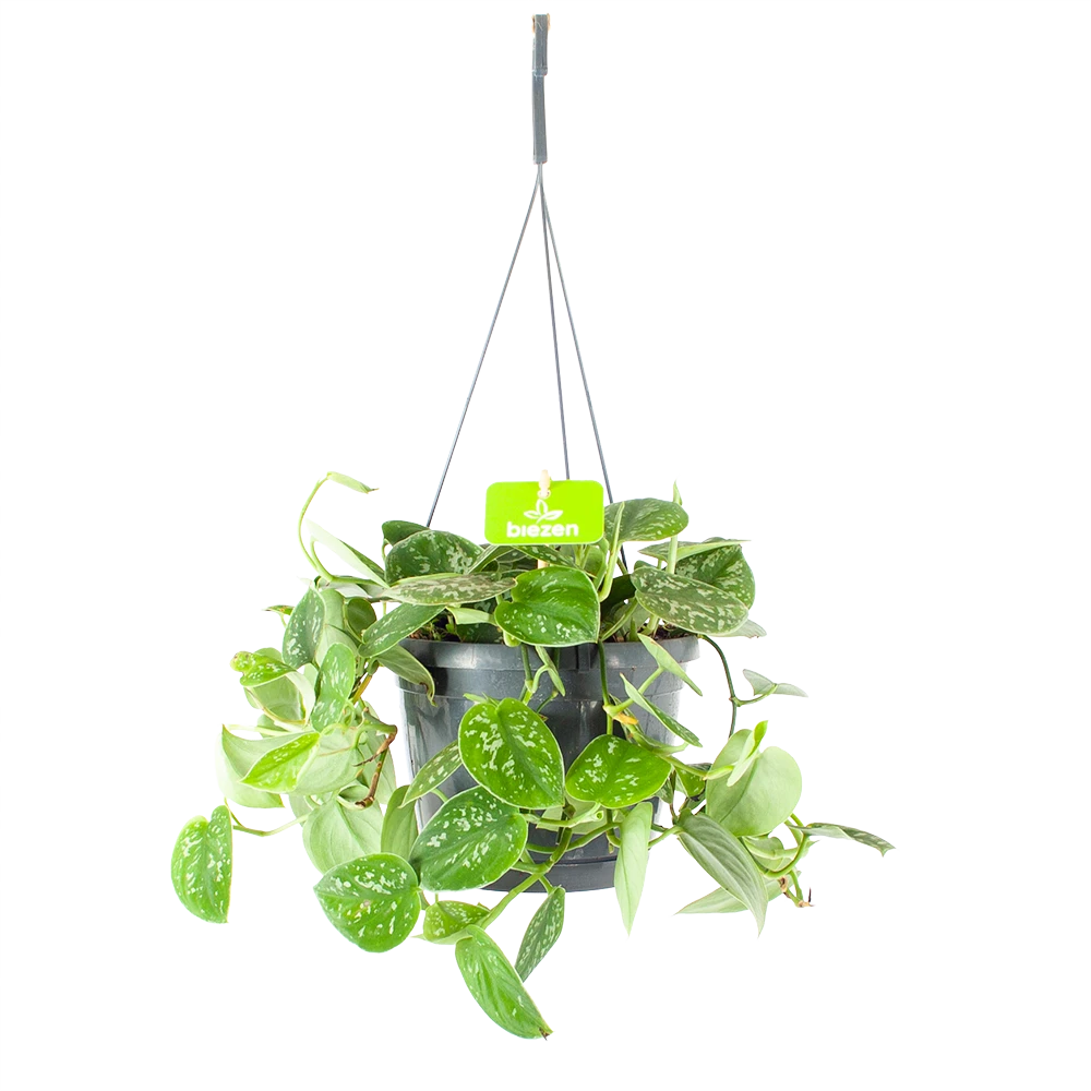 Scindapsus Pictus Argyraeus - Epipremnum - In Hangpot - P17 H40 - Kamerplant 1 Scindapsus Pictus Argyraeus - Epipremnum - In Hangpot - P17 H40 - Kamerplant