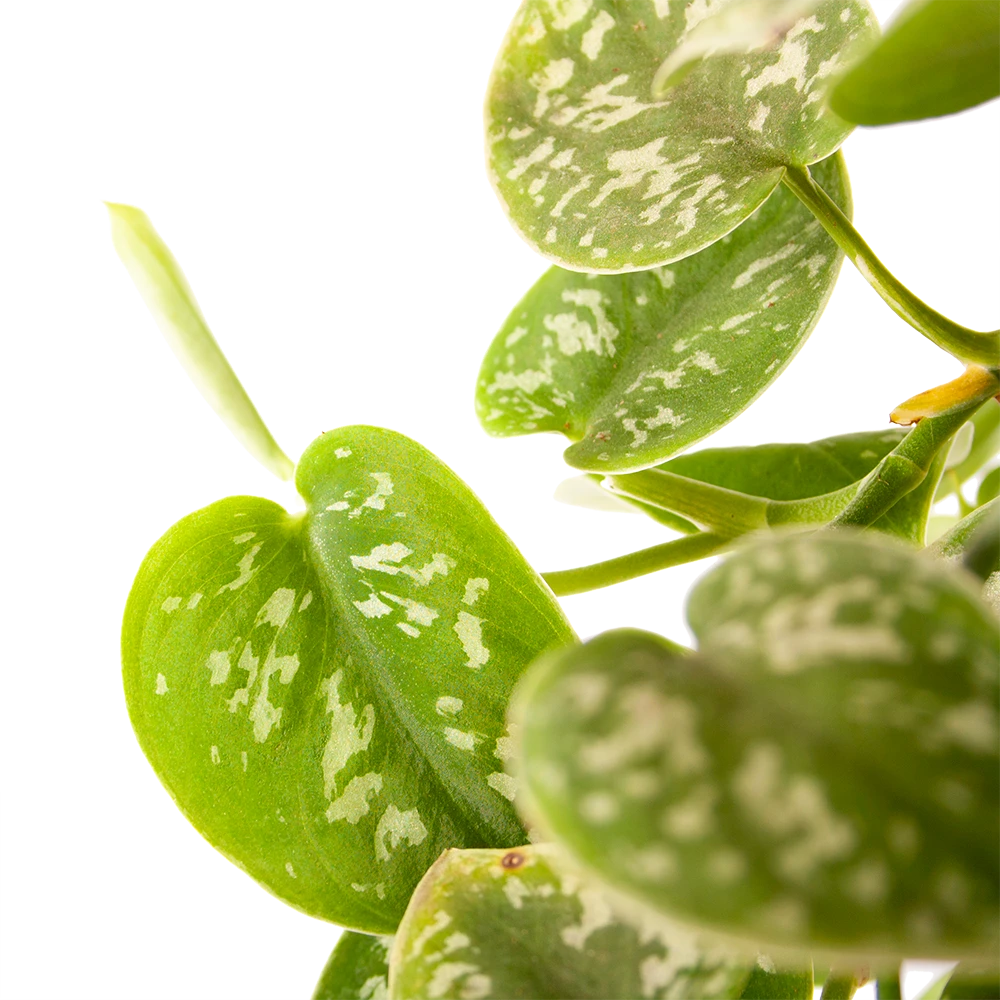 Scindapsus Pictus Argyraeus - Epipremnum - In Hangpot - P17 H40 - Kamerplant 2 Scindapsus Pictus Argyraeus - Epipremnum - In Hangpot - P17 H40 - Kamerplant - Afbeelding 2