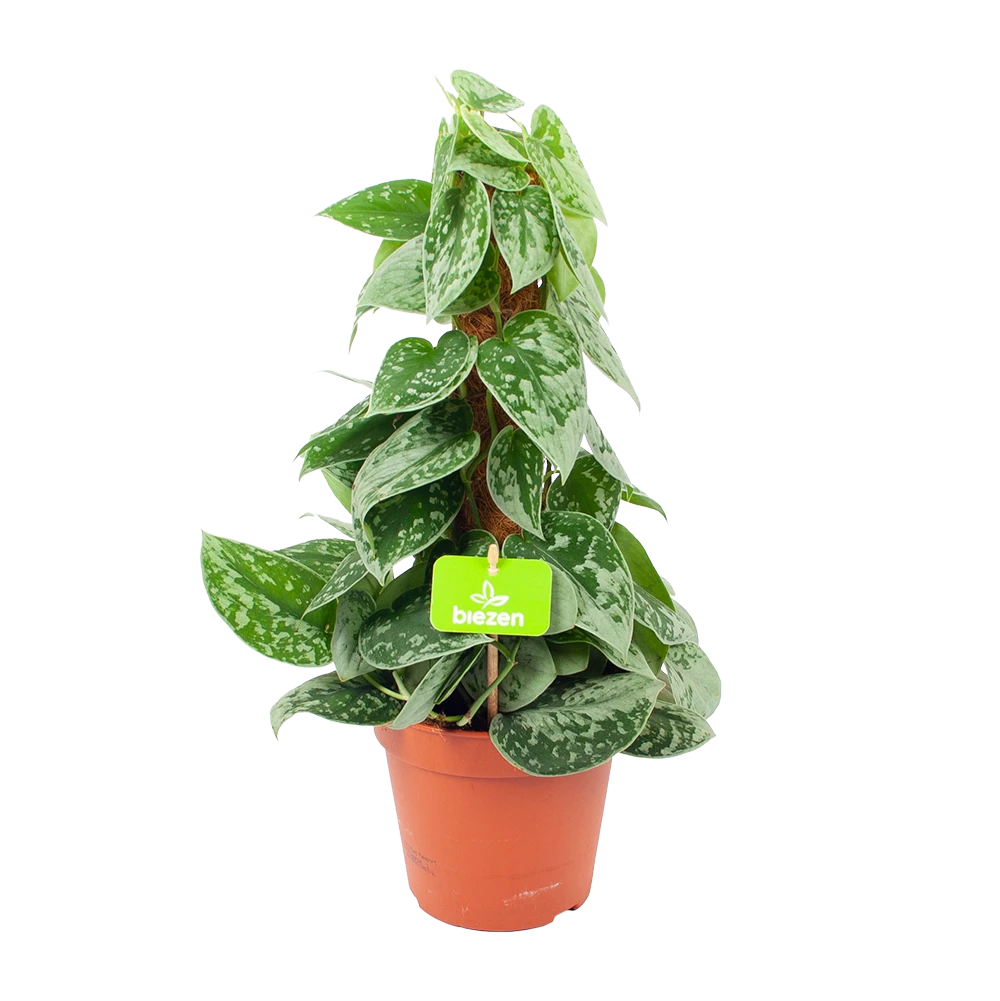 Scindapsus Pictus Silvery Ann Op Mosstok - Epipremnum - P15 H60 - Kamerplant