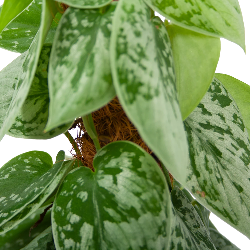 Scindapsus Pictus Silvery Ann Op Mosstok - Epipremnum - P15 H60 - Kamerplant - Afbeelding 3