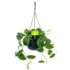 Scindapsus Pictus Trebie - Epipremnum - In Hangpot - P15 H20 - Kamerplant