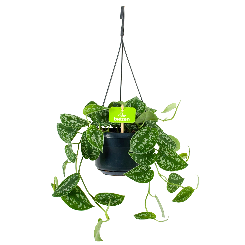 Scindapsus Pictus Trebie - Epipremnum - In Hangpot - P15 H20 - Kamerplant 1 Scindapsus Pictus Trebie - Epipremnum - In Hangpot - P15 H20 - Kamerplant
