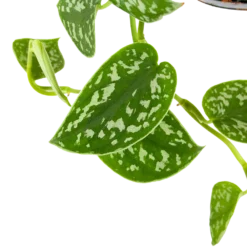 Scindapsus Pictus Trebie - Epipremnum - In Hangpot - P15 H20 - Kamerplant 6 Scindapsus Pictus Trebie - Epipremnum - In Hangpot - P15 H20 - Kamerplant -Bloeiplek Verkoopwinkel scindapsus pictus trebie epipremnum in hangpot p15 6 1