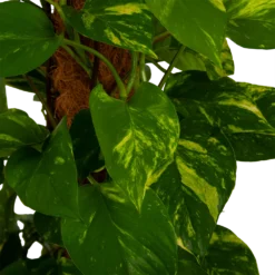 Scindapsus Pinnatum Aureum Op Mosstok - Epipremnum - P27 H150 - Kamerplant 6 Scindapsus Pinnatum Aureum Op Mosstok - Epipremnum - P27 H150 - Kamerplant -Bloeiplek Verkoopwinkel scindapsus pinnatum aureum op mosstok epipremnum p27 h150 4