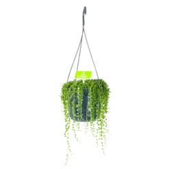 Senecio Rowleyanus - Erwtenplant - In Hangpot - P17 H20 - Kamerplant