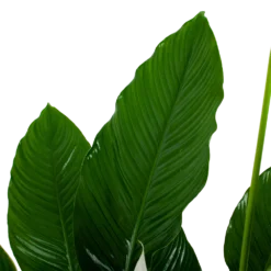 Spathiphyllum Wallisii - Lepelplant - P24 H120 Wit - Kamerplant 6 Spathiphyllum Wallisii - Lepelplant - P24 H120 Wit - Kamerplant -Bloeiplek Verkoopwinkel spathiphyllum wallisii lepelplant p24 h120 wit 6