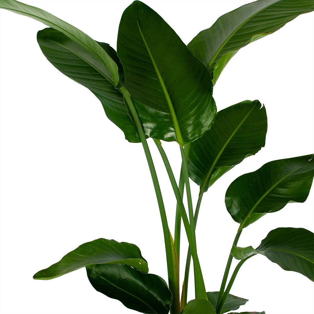 Strelitzia Nicolai - Paradijsvogelpant - P27 H180 - Kamerplant 2 Strelitzia Nicolai - Paradijsvogelpant - P27 H180 - Kamerplant - Afbeelding 2
