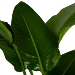 Strelitzia Nicolai - Paradijsvogelpant - P27 H180 - Kamerplant 6 Strelitzia Nicolai - Paradijsvogelpant - P27 H180 - Kamerplant -Bloeiplek Verkoopwinkel strelitzia nicolai paradijsvogelpant p27 h180 6 2