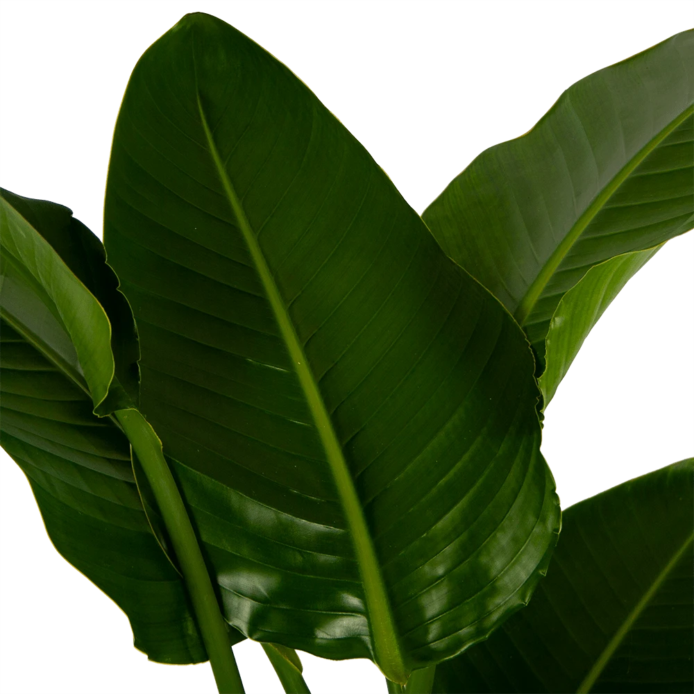 Strelitzia Nicolai - Paradijsvogelpant - P27 H180 - Kamerplant 3 Strelitzia Nicolai - Paradijsvogelpant - P27 H180 - Kamerplant - Afbeelding 3