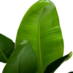 Strelitzia Nicolai - Paradijsvogelpant - P28 H130 - Kamerplant 6 Strelitzia Nicolai - Paradijsvogelpant - P28 H130 - Kamerplant -Bloeiplek Verkoopwinkel strelitzia nicolai paradijsvogelpant p28 h130 6