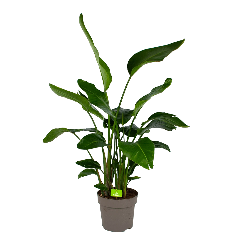 Strelitzia Nicolai - Paradijsvogelpant - P32,5 H165 - Kamerplant 1 Strelitzia Nicolai - Paradijsvogelpant - P32,5 H165 - Kamerplant