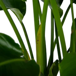Strelitzia Nicolai - Paradijsvogelpant - P32,5 H165 - Kamerplant 6 Strelitzia Nicolai - Paradijsvogelpant - P32,5 H165 - Kamerplant -Bloeiplek Verkoopwinkel strelitzia nicolai paradijsvogelpant p32 5 h165 6