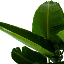 Strelitzia Nicolai - Paradijsvogelpant - P32 H170 - Kamerplant 6 Strelitzia Nicolai - Paradijsvogelpant - P32 H170 - Kamerplant -Bloeiplek Verkoopwinkel strelitzia nicolai paradijsvogelpant p32 h170 6