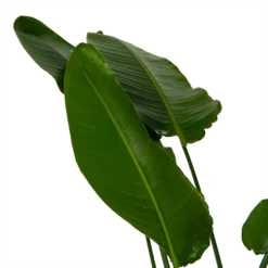 Strelitzia Nicolai - Paradijsvogelpant - P36 H170 - Kamerplant -Bloeiplek Verkoopwinkel strelitzia nicolai paradijsvogelpant p36 h170 kamerplant 6