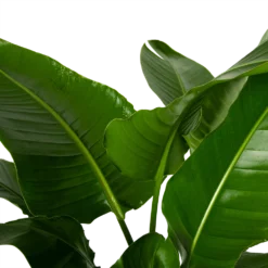 Strelitzia Nicolai - Paradijsvogelpant - P38 H160 - Kamerplant 6 Strelitzia Nicolai - Paradijsvogelpant - P38 H160 - Kamerplant -Bloeiplek Verkoopwinkel strelitzia nicolai paradijsvogelpant p38 h160 4