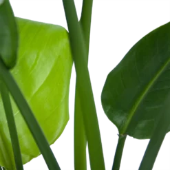 Strelitzia Nicolai - Paradijsvogelplant - P21 H90 - Kamerplant 6 Strelitzia Nicolai - Paradijsvogelplant - P21 H90 - Kamerplant -Bloeiplek Verkoopwinkel strelitzia nicolai paradijsvogelplant p21 h90 6