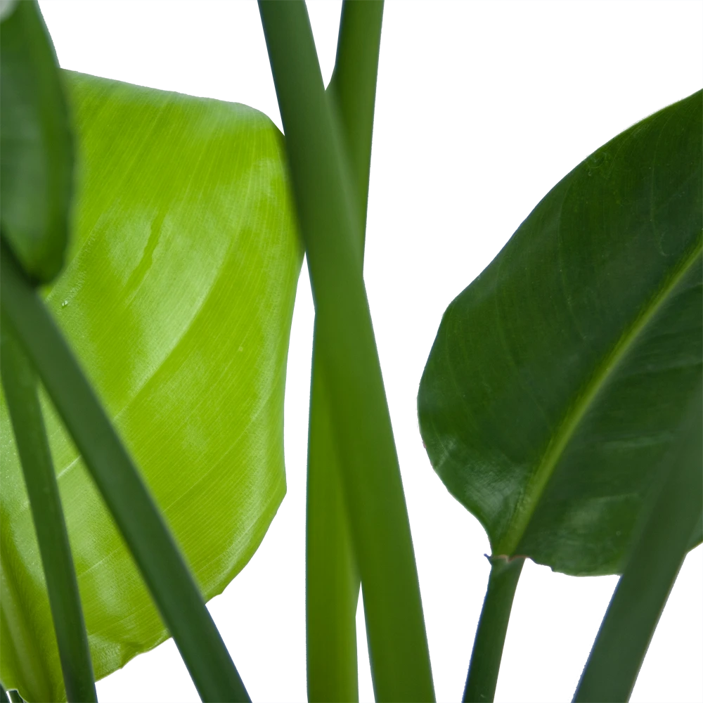 Strelitzia Nicolai - Paradijsvogelplant - P21 H90 - Kamerplant 3 Strelitzia Nicolai - Paradijsvogelplant - P21 H90 - Kamerplant - Afbeelding 3