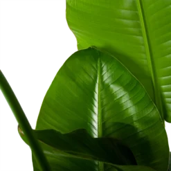 Strelitzia Nicolai - Paradijsvogelplant - P35 H130 - Kamerplant -Bloeiplek Verkoopwinkel strelitzia nicolai paradijsvogelplant p35 h130 6