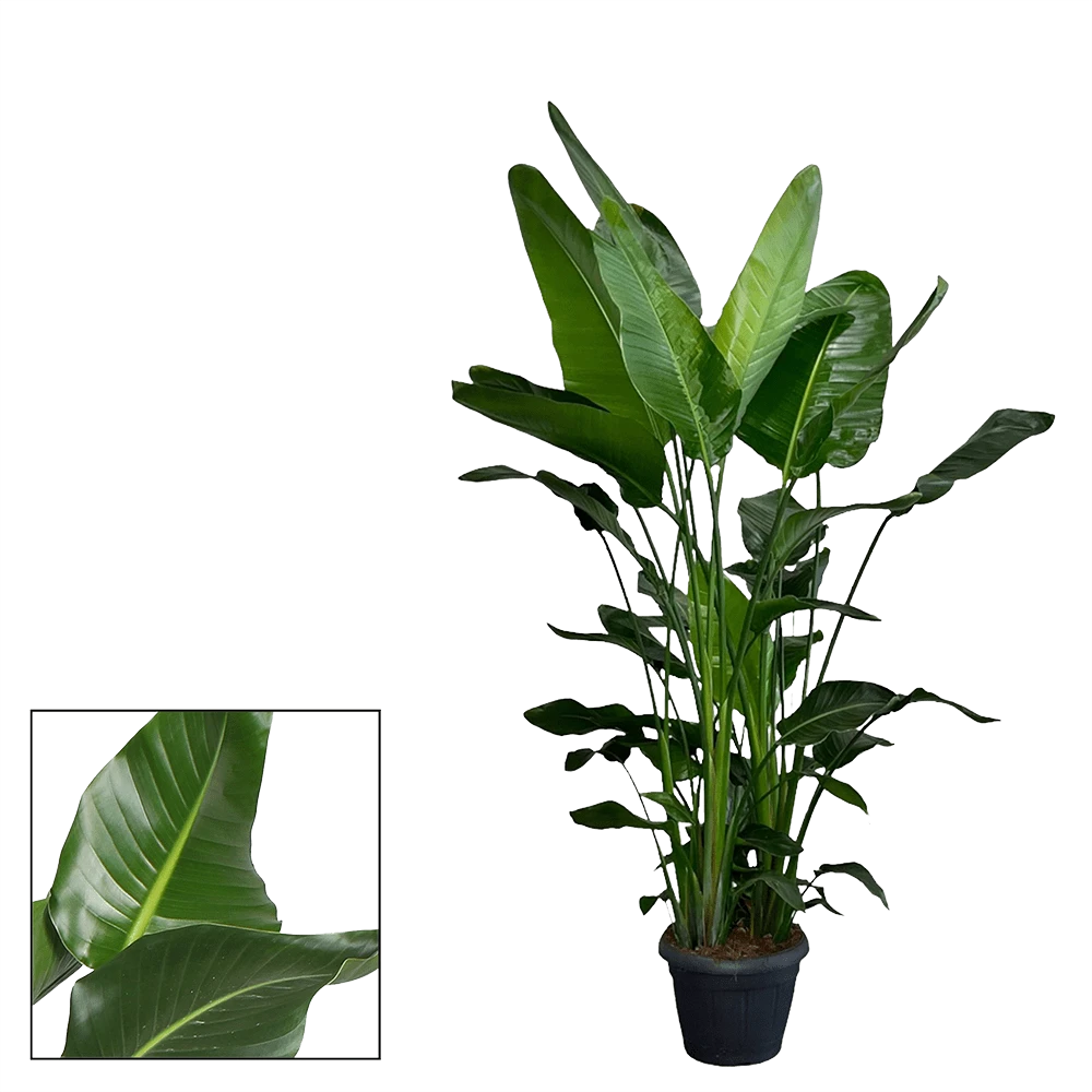 Strelitzia Nicolai - Paradijsvogelplant - P35 H200 - Kamerplant 2 Strelitzia Nicolai - Paradijsvogelplant - P35 H200 - Kamerplant - Afbeelding 2