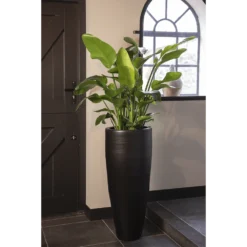 Strelitzia Nicolai - Paradijsvogelplant - P35 H200 - Kamerplant 7 Strelitzia Nicolai - Paradijsvogelplant - P35 H200 - Kamerplant -Bloeiplek Verkoopwinkel strelitzia nicolai paradijsvogelplant p35 h200 5