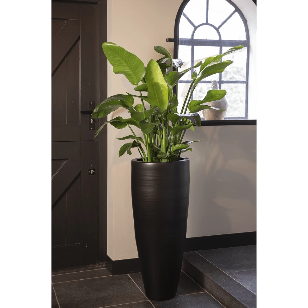 Strelitzia Nicolai - Paradijsvogelplant - P35 H200 - Kamerplant 3 Strelitzia Nicolai - Paradijsvogelplant - P35 H200 - Kamerplant - Afbeelding 3