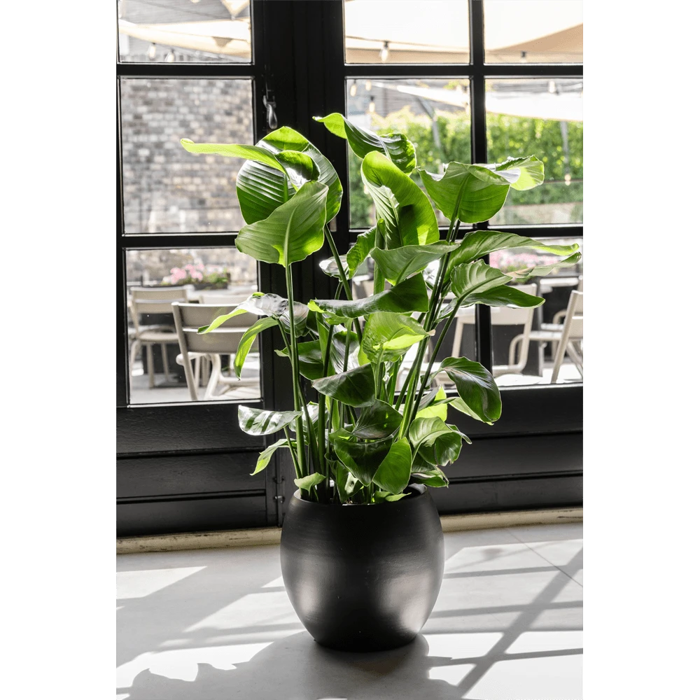 Strelitzia Nicolai - Paradijsvogelplant - P35 H200 - Kamerplant 4 Strelitzia Nicolai - Paradijsvogelplant - P35 H200 - Kamerplant - Afbeelding 4