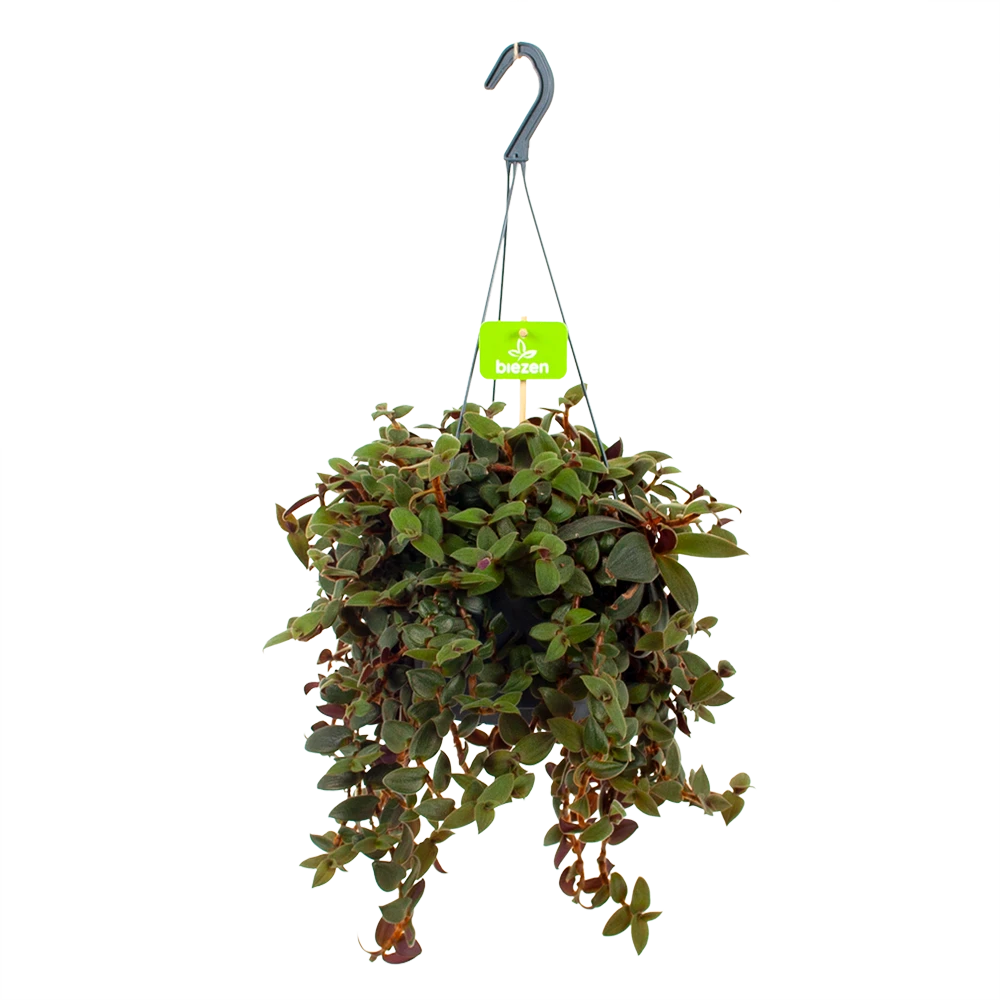 Tradescantia Sillamotara Brownhill - Vaderplant - In Hangpot - P17 H40 - Kamerplant 1 Tradescantia Sillamotara Brownhill - Vaderplant - In Hangpot - P17 H40 - Kamerplant