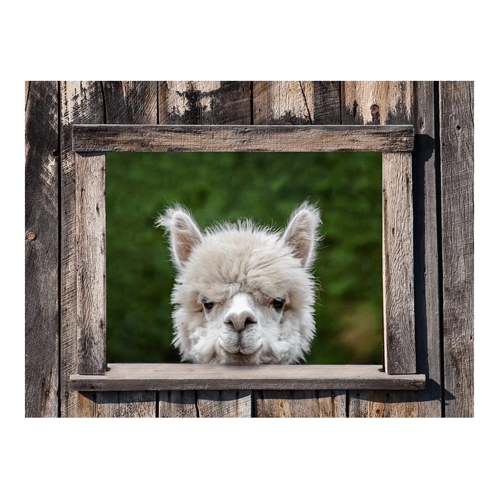 Tuinposter Alpaca Doorkijk - 80x60cm 1 Tuinposter Alpaca Doorkijk - 80x60cm