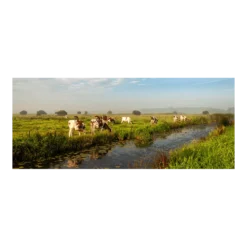 Tuinposter Weiland Met Koeien - 110x45cm