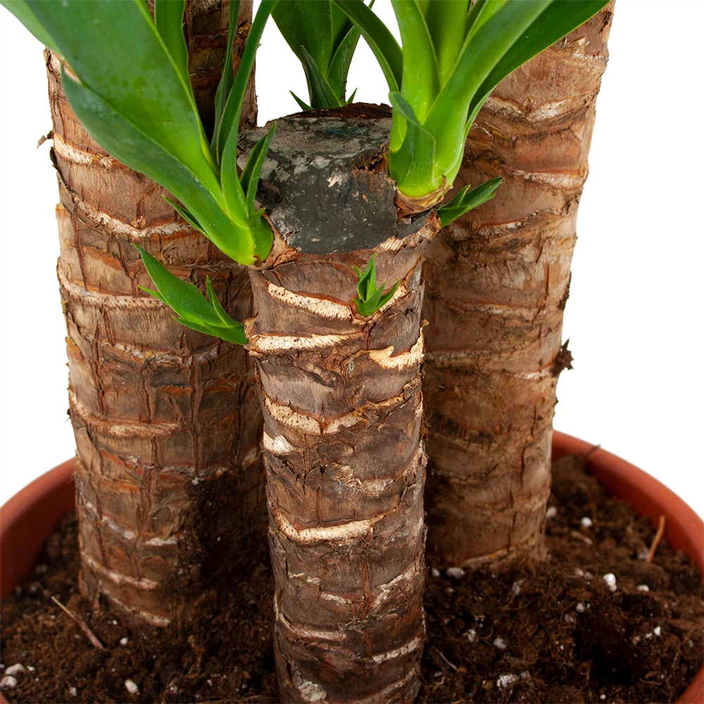 Yucca - Palmlelie - P24 H120 - Kamerplant 2 Yucca - Palmlelie - P24 H120 - Kamerplant - Afbeelding 2
