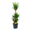 Yucca - Palmlelie - P29 H150 - Kamerplant