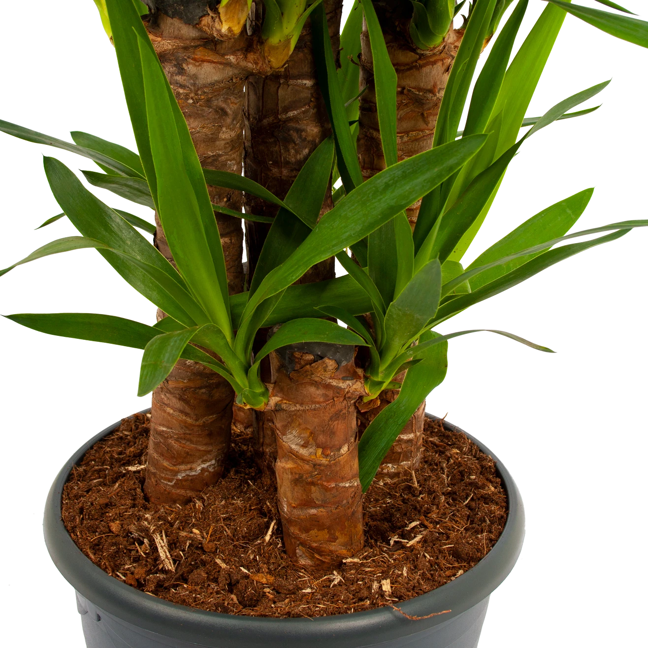 Yucca - Palmlelie - P29 H150 - Kamerplant 2 Yucca - Palmlelie - P29 H150 - Kamerplant - Afbeelding 2