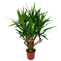 Yucca - Vertakt - Palmlelie - P27 H110 - Kamerplant