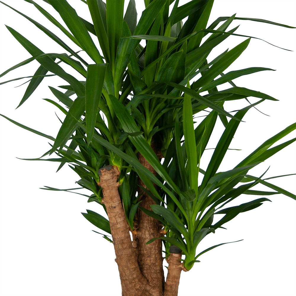 Yucca - Vertakt - Palmlelie - P34 H140 - Kamerplant 3 Yucca - Vertakt - Palmlelie - P34 H140 - Kamerplant - Afbeelding 3