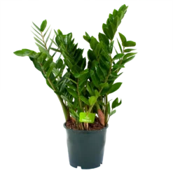 Zamioculcas Zamiifolia - Emerald Palm - P19 H70 - Kamerplant